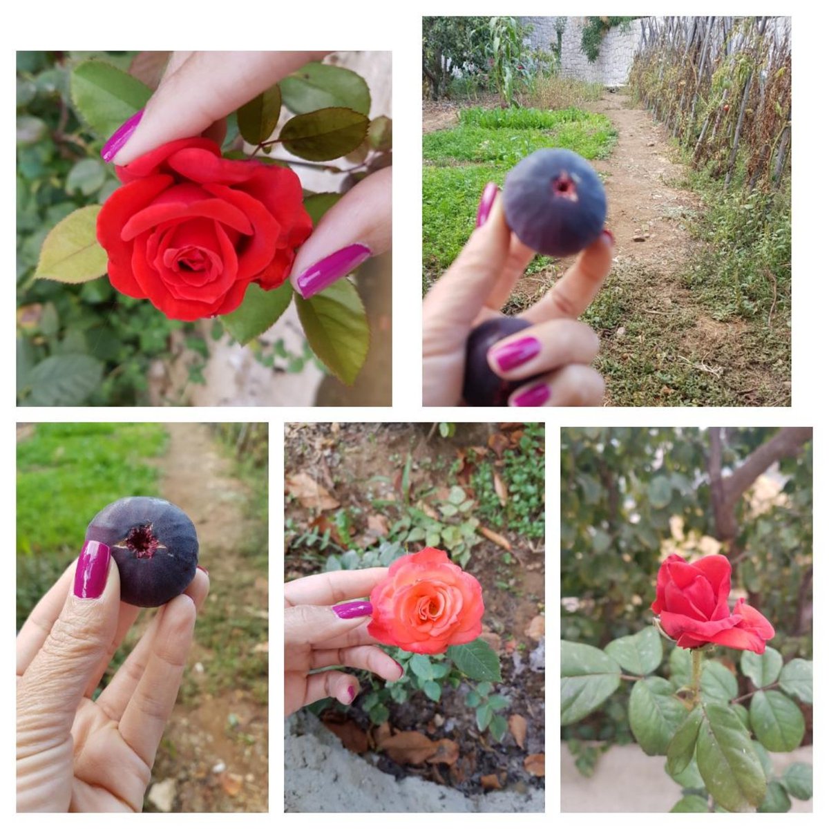 AkikiJoyce's tweet photo. Sick ... but my garden makes me feel better!
#Tine #Ward #Red #Orange #Love #Raachine #Mygarden #Me https://t.co/BfXEa8713S