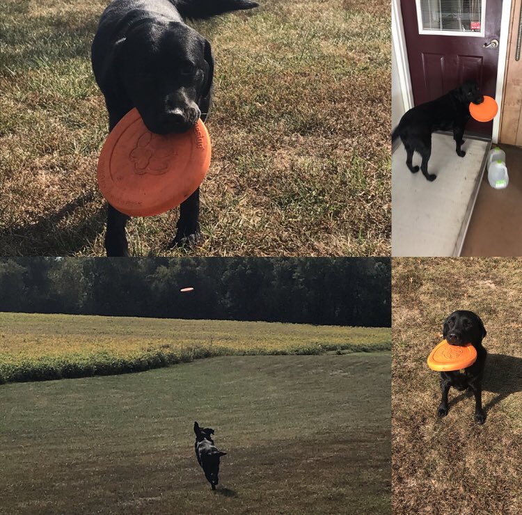 JLustman14's tweet photo. This guy may not be fast enough to catch the frisbee, but he sure does love chasing it haha! #labsoftwitter #Apollo #frisbee https://t.co/iHogshDElD