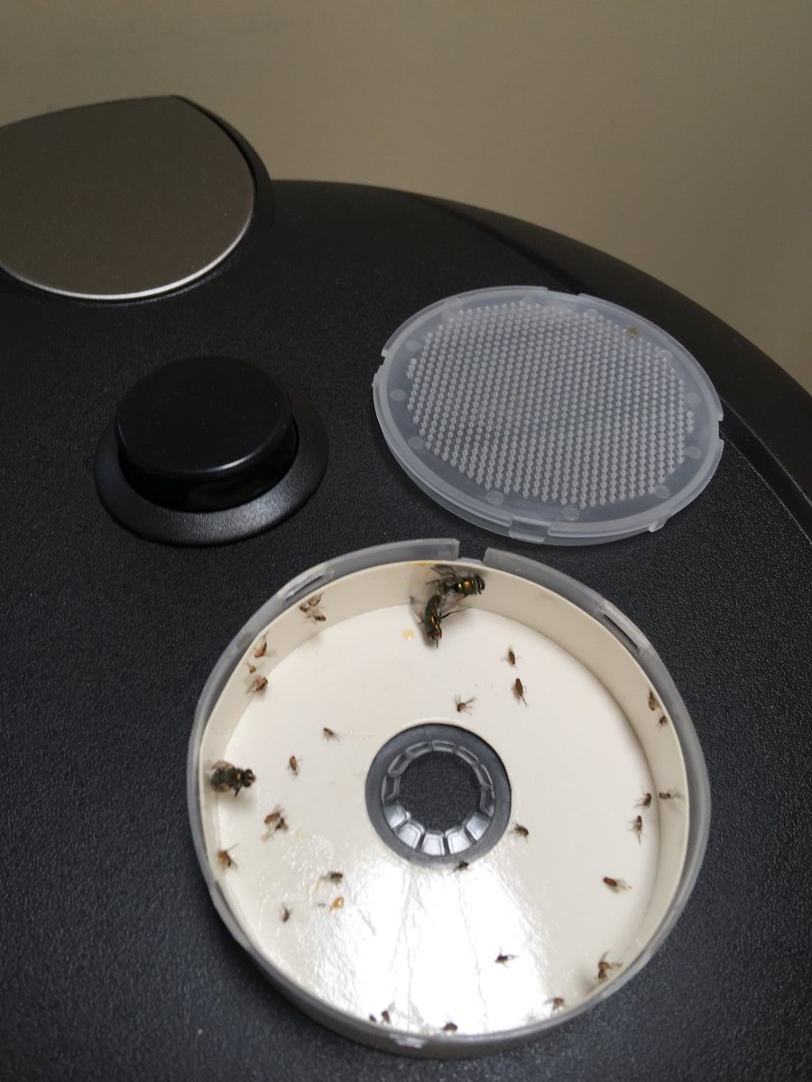 GarbageFlyTrap's tweet image. Keeping the #fruitfly population down in my #kitchen with my #garbagecanflytrap #fruitflies #drosophila