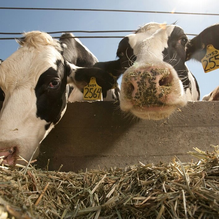 ucdavisbiology's tweet photo. If you've been a freshman on campus at @UCDavis, then you're probably familiar with these neighbors. 🐄🐄 #AggieStyle 📸: Gregory Urquiaga https://t.co/GqJ8pr23DL