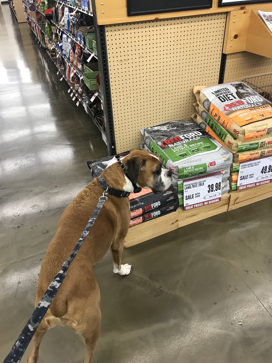 EverydayAkron's tweet photo. Had Dad run me up to @petsuppliesplus As a SR. doggo I need to take my hip and joint care seriously! #summitpeeks https://t.co/TGyTfUyohF