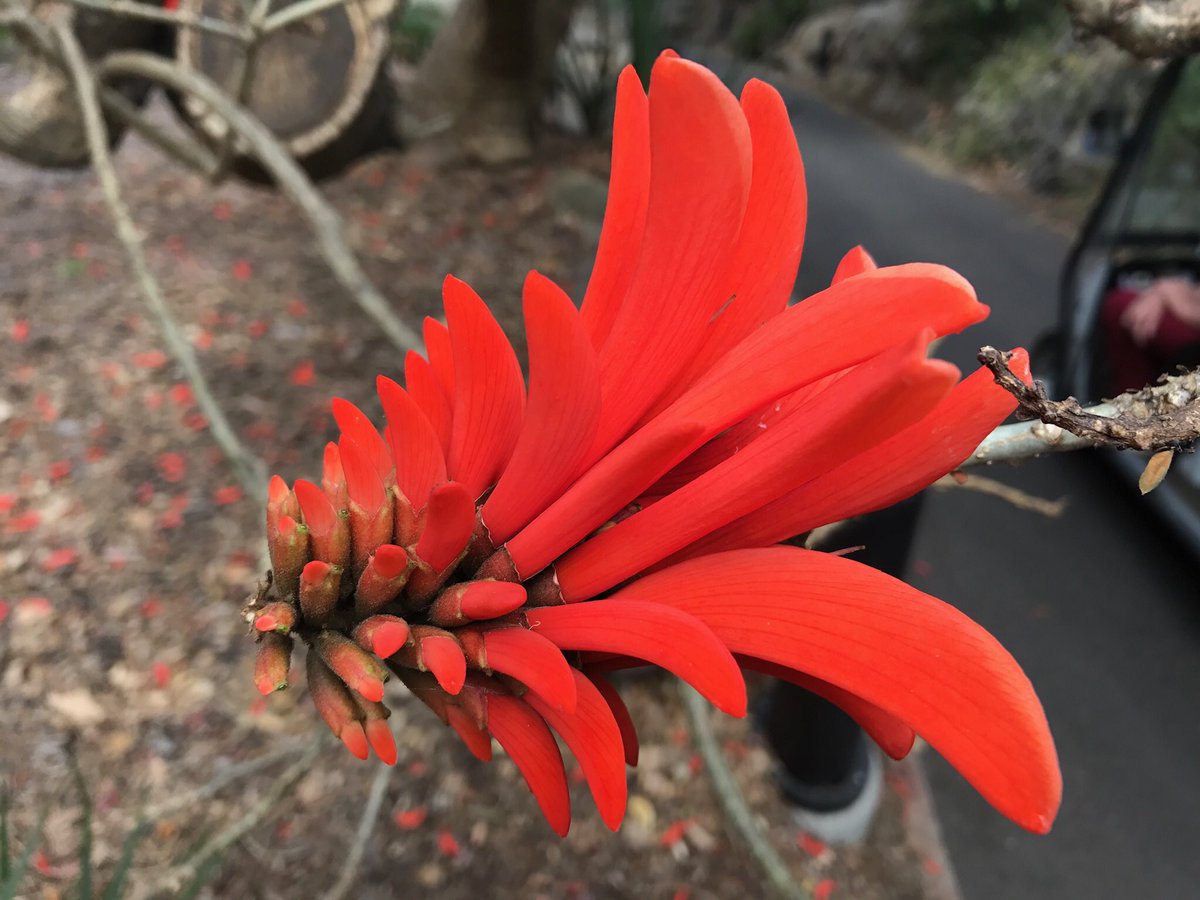 TexanInOz's tweet photo. The glowing #OrangeFlower shuttlecocks of Dwarf Coral Tree Erythrina humeana a S African species flowering @RBGSydney #Fabacea https://t.co/umhbCuFdKl