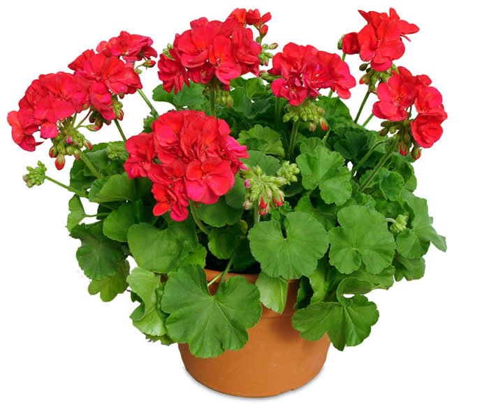 Twitter-এ Julnar: "#Guide to Flowers and #Plants #Geranium is a beautiful plant ideal for those who do not like to take care of their plants ☺ Easy #cultivation 1-1 https://t.co/7kRHqVirhF" / টুইটার