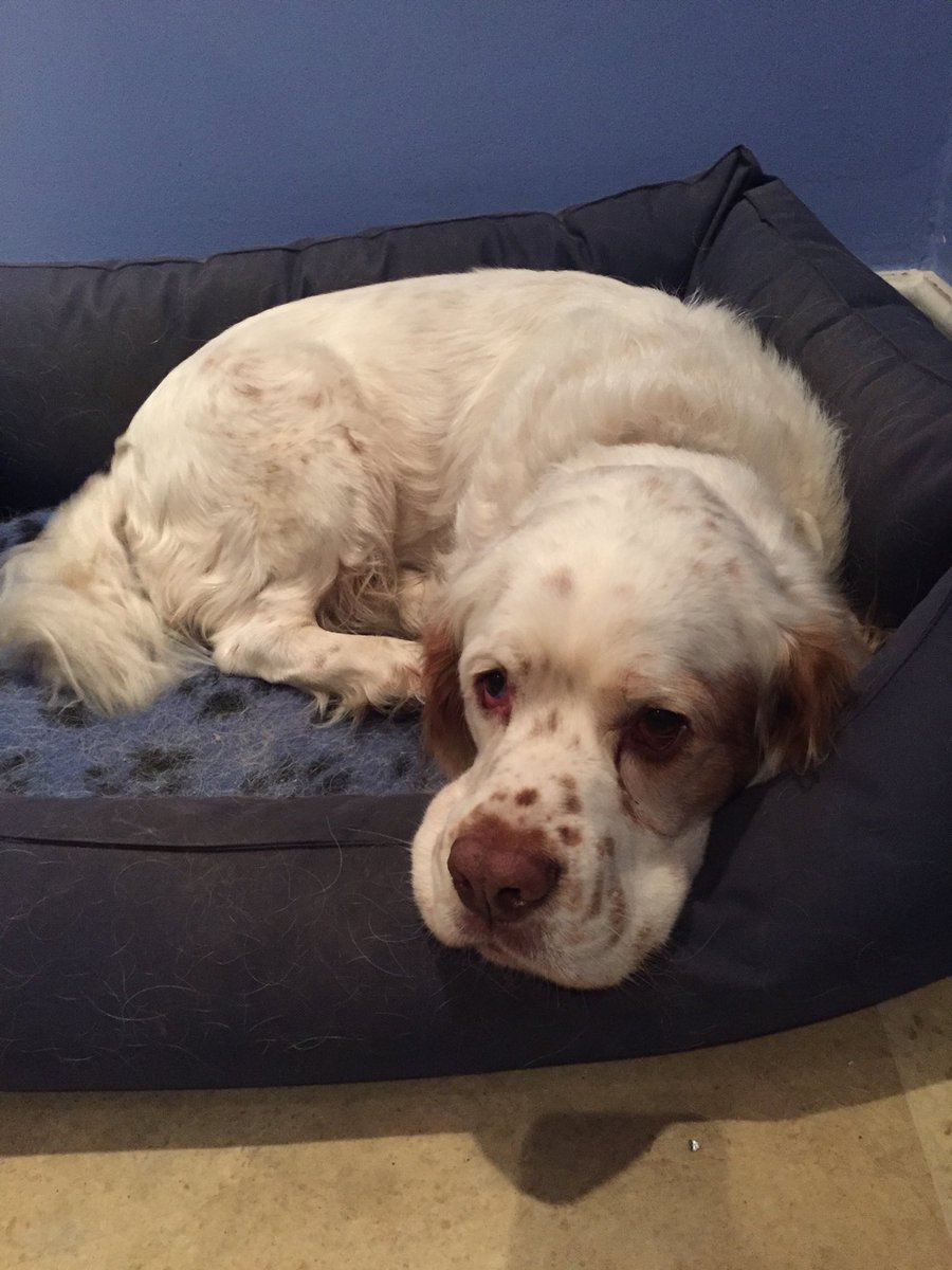 One very happy <a href="/holyschnitzels/">Holy Schnitzels</a> chicken &amp; halloumi <a href="/workingclumber/">workingclumber</a> sleepy dog...