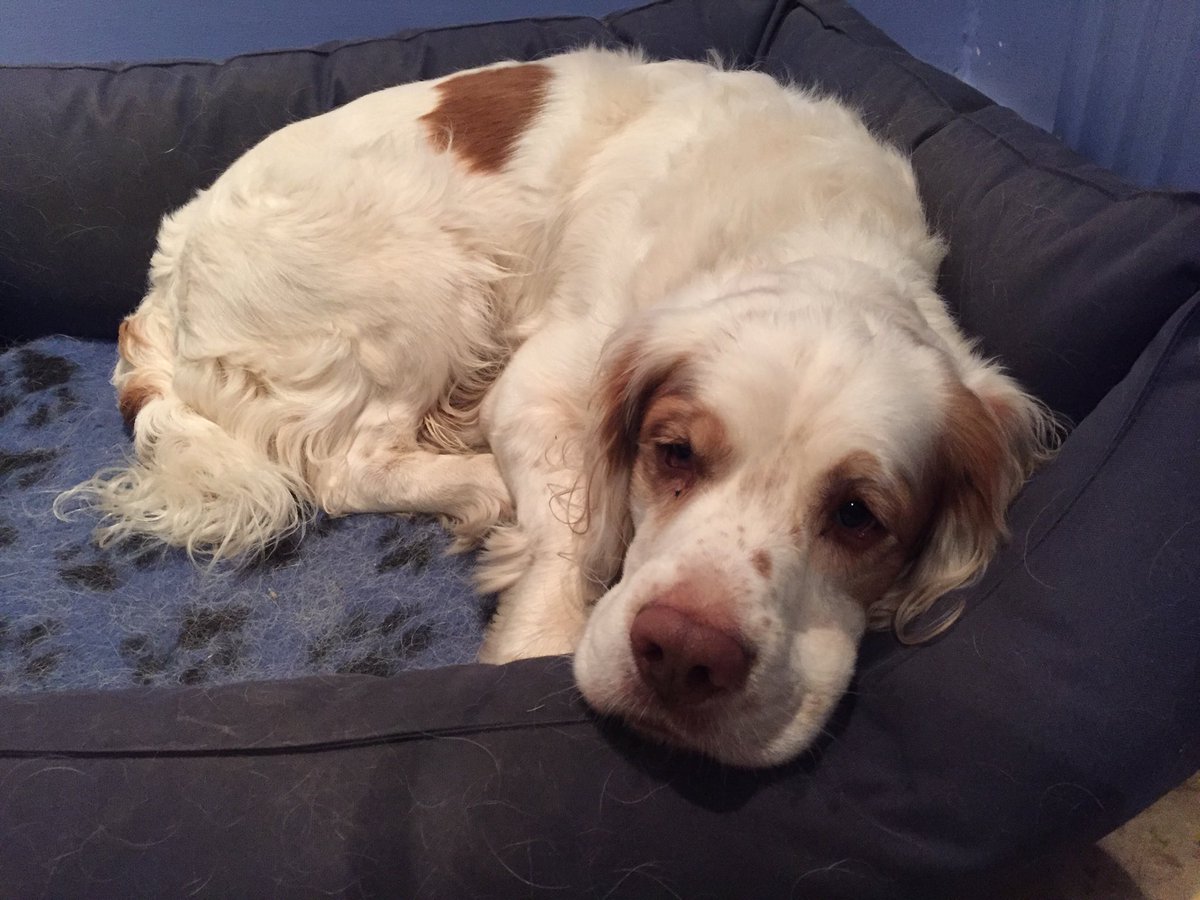 Another v happy <a href="/workingclumber/">workingclumber</a> spaniel with chicken &amp; halloumi supper from <a href="/holyschnitzels/">Holy Schnitzels</a>