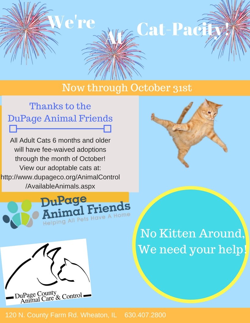 DCACC is at Cat-Pacity! Looking to adopt, now's the time! Today- Oct. 31st all adult cats have adoption fees waived!
#AdoptACat #ShelterCats