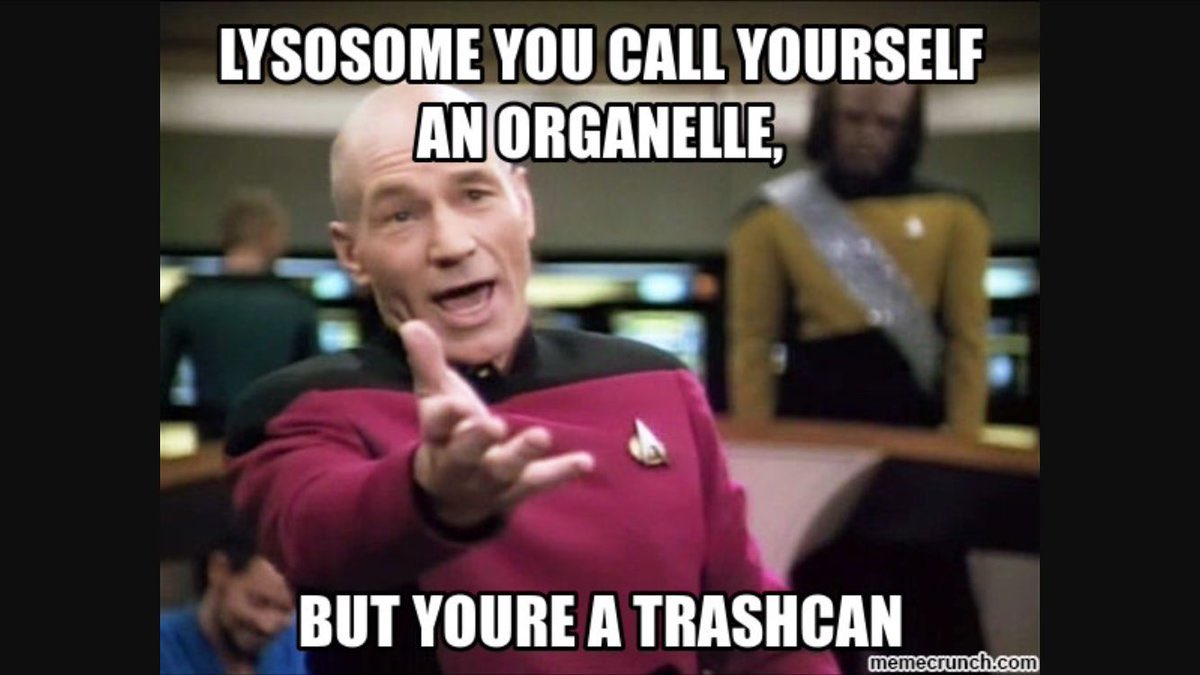 cytosquelette's tweet photo. raise your hands if you don’t want lysosomal storage disease🙋🏼‍♂️🙋🏼🙋🏼‍♂️🙋🏼🙋🏼‍♂️🙋🏼 https://t.co/NLiZXV6I5x