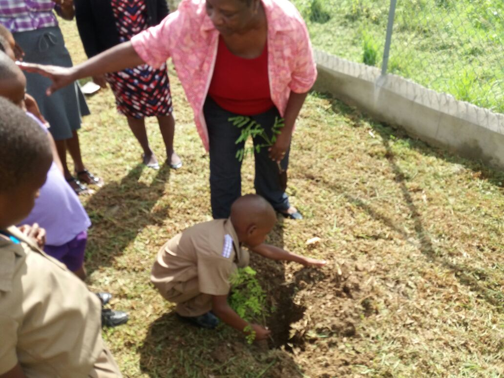 ECCJA's tweet photo. Middlesex Infant School #treeplantingexercise #NationalTreePlantingDay @tkmsingh @ForestryDeptJa @karlenedesland1 #NTPD2017 #KeepKidsCool https://t.co/iNVGYQfbUO