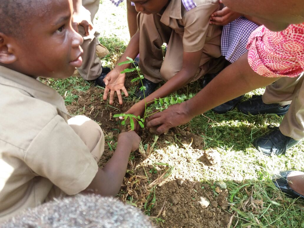 ECCJA's tweet photo. Middlesex Infant School #treeplantingexercise #NationalTreePlantingDay @tkmsingh @ForestryDeptJa @karlenedesland1 #NTPD2017 #KeepKidsCool https://t.co/iNVGYQfbUO
