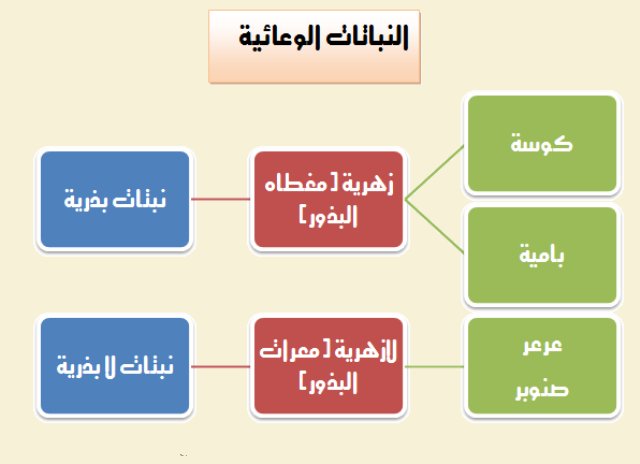 اي مما يلي نباتات لاوعائيه لابذرية