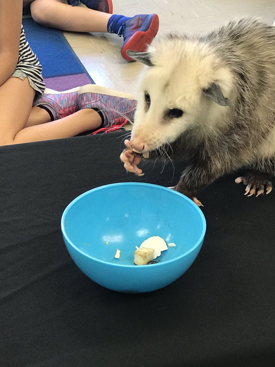 Lisa Levine tweet media