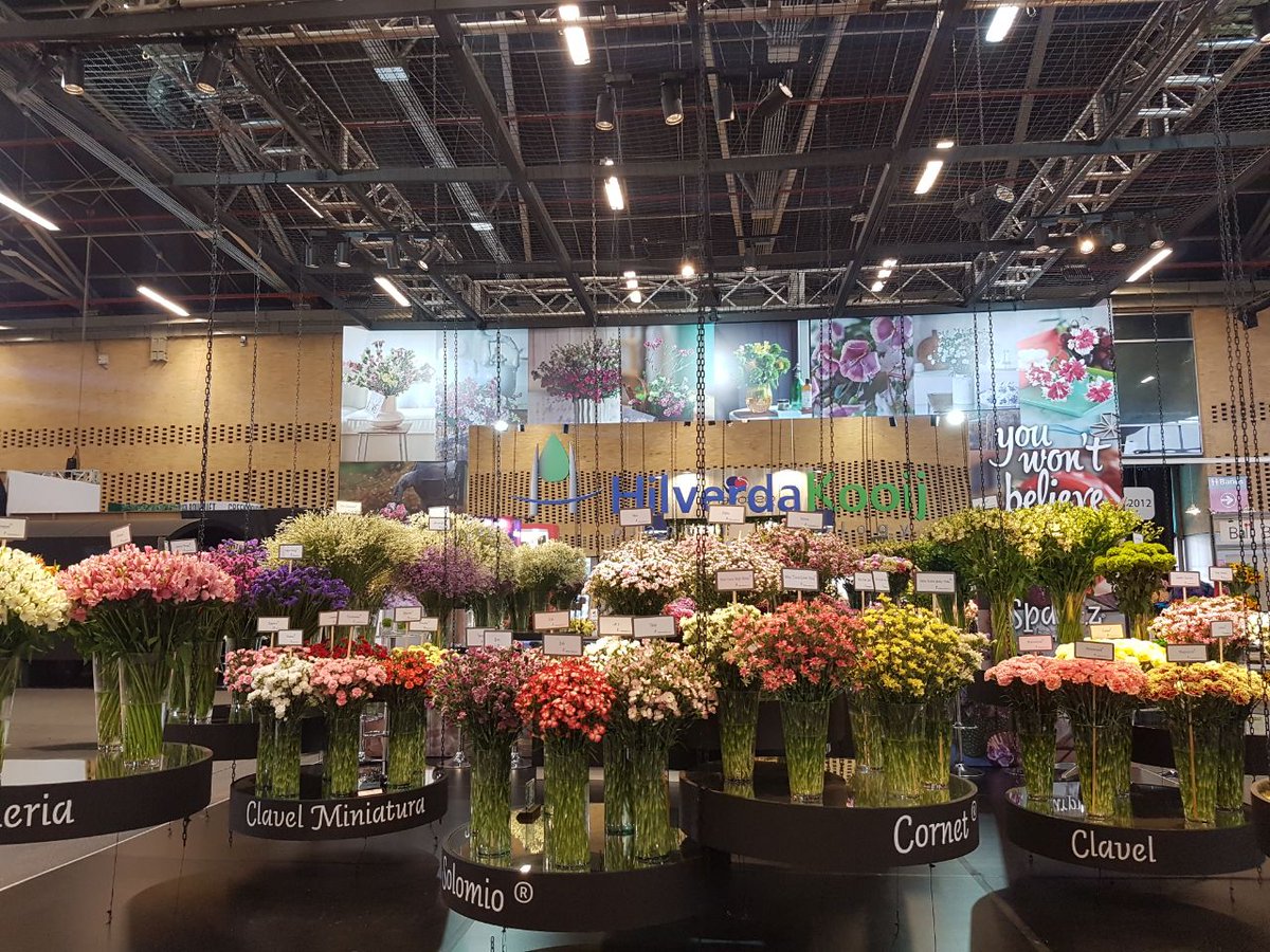 PROCOLOMBIACO's tweet photo. Rosas, crisantemos, hortensias y claveles son las flores 🇨🇴 con mayor potencial en mercados internacionales. #ProFlora2017 - @asocolflores. https://t.co/I4uVrOWm6w