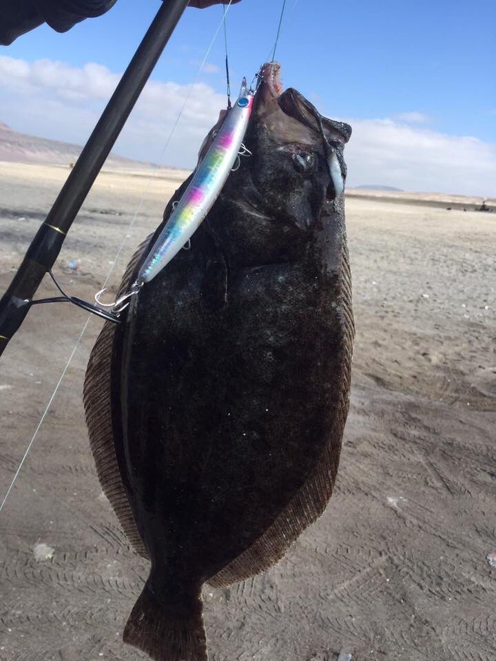 BuceoOceano's tweet photo. Puedes encontrar variados productos de #pesca en nuestro local, #multifilamento #cañas y más! 🐟
📍Local 11, #Balneariomunicipal 
#Antofagasta https://t.co/Omt77peSzI