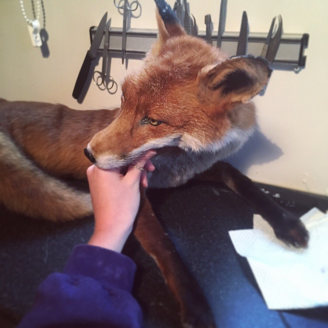 TaxidermyCo's tweet photo. #softmount fox nearly finished! #taxidermy #vultureculture https://t.co/EDpBi5fSWR