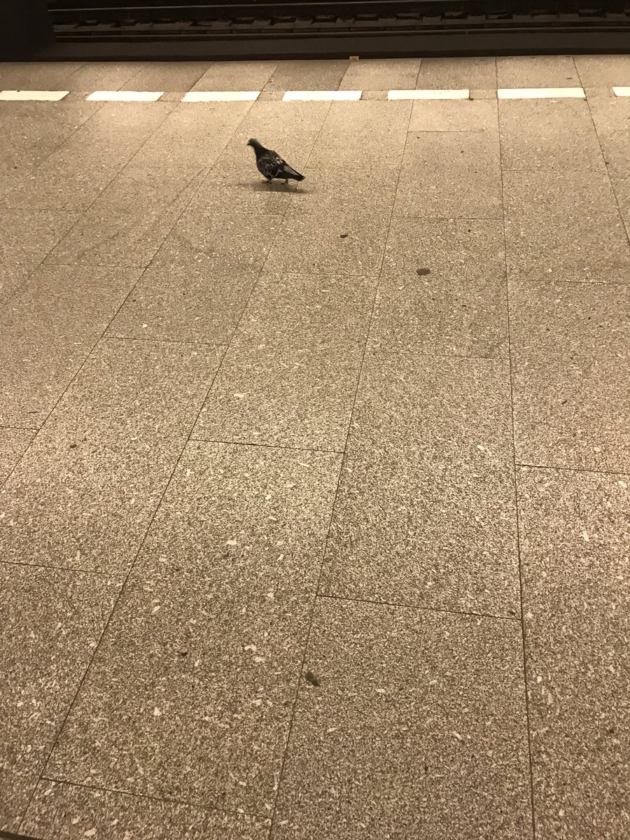 h00ked's tweet photo. Prej ze v Praze neni priroda... mame ji i v metru! #chudak https://t.co/47GoykB4AA