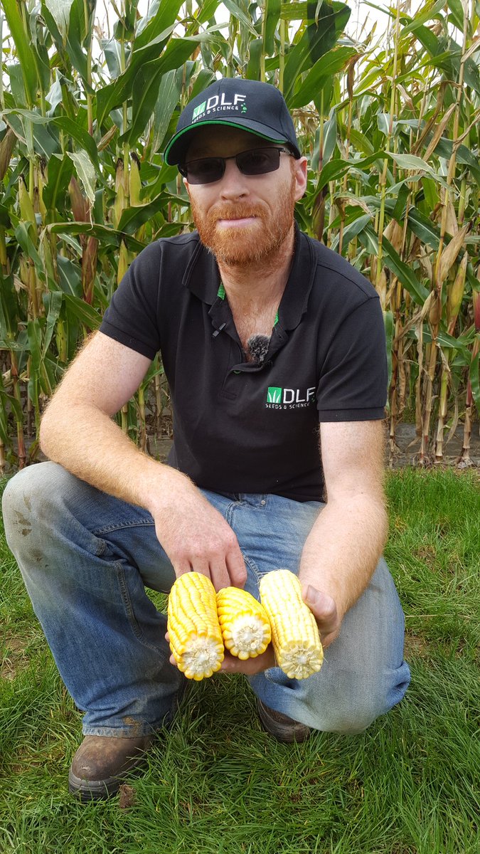 DLF_IRL's tweet photo. @staples_jimmy  checking maturity of Maize cobs for harvesting at the DLF Trial Site in Waterford today. https://t.co/mkaR6yYOaV