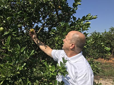 thepacker's tweet photo. VIDEO: We visited #citrus groves in hard-hit Hendry County, Fla., and spoke with growers about the effect of #Irma https://t.co/BX77mt1udA https://t.co/FdJz5o8sp3
