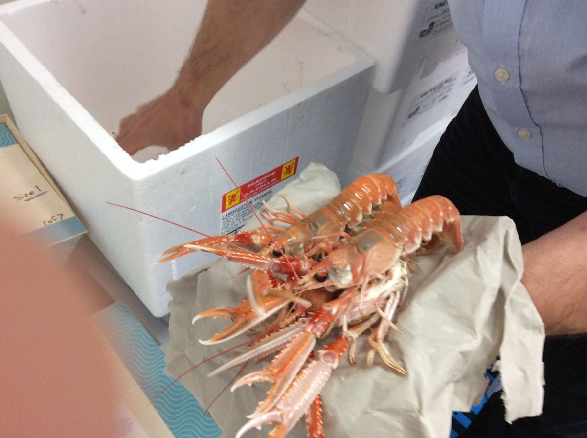 Thank you to Ian and the team <a href="/HodgsonFish/">Hodgson Fish</a> for your hospitality.