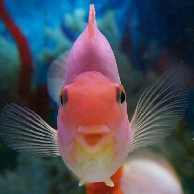 GDCDive's tweet image. We all smile in the same language. Happy World Smile Day!