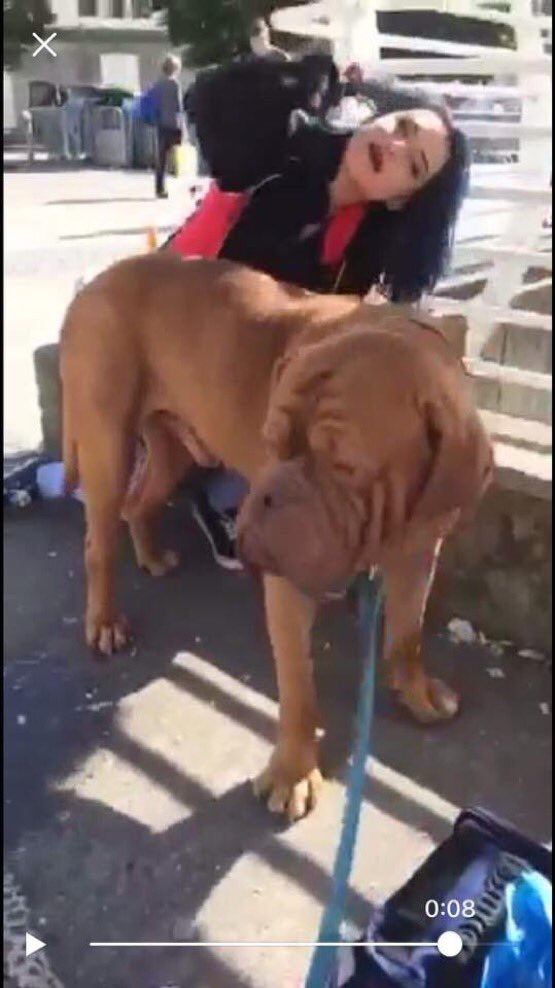 LostboxUK's tweet image. RT @dotslondon: STOLEN: Street dog MARLEY- Dog de Bordeaux - in #cardiff central - Please RT #findMarley