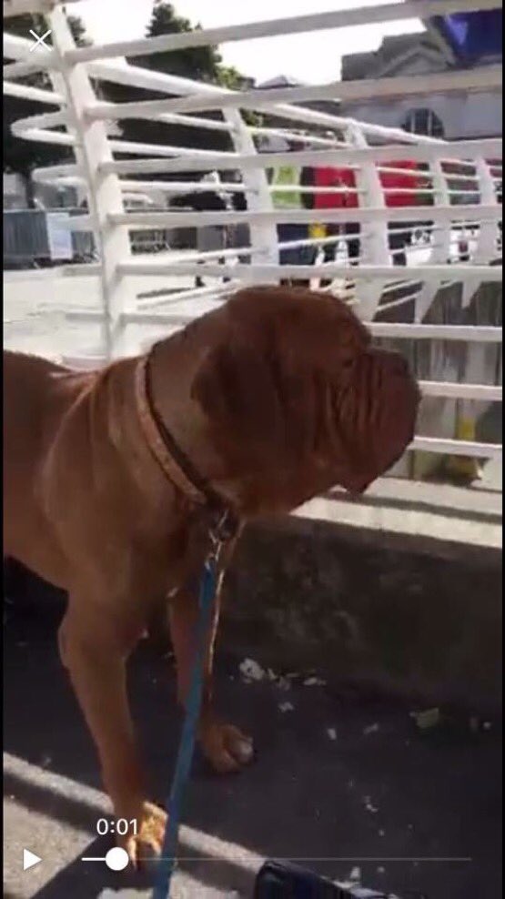 LostboxUK's tweet image. RT @dotslondon: STOLEN: Street dog MARLEY- Dog de Bordeaux - in #cardiff central - Please RT #findMarley