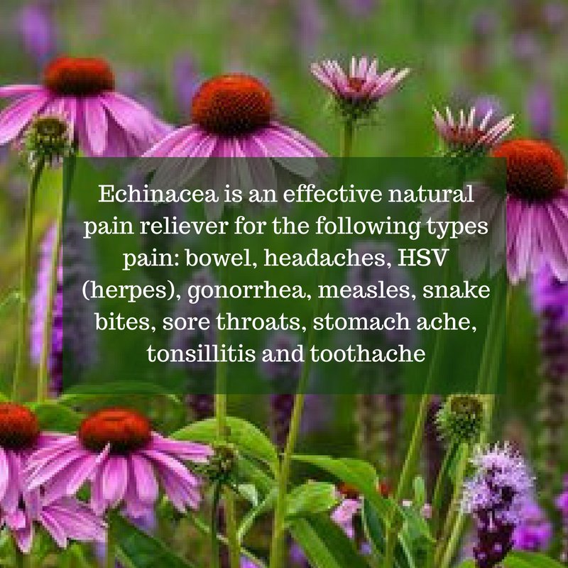 drToniCamacho's tweet photo. Echinacea is an Effective Pain Reliever. #pain #painrelief #echinancea https://t.co/RFzTdggf9z