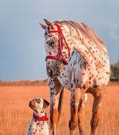 intplaneta's tweet photo. #природа #животные #СмешныеЖивотные #animal #AnimalCrossing #ColorAnimals #собаки #animals #AnimalsNature #FunnyAnimals #лошади https://t.co/OzzeBQuQJK