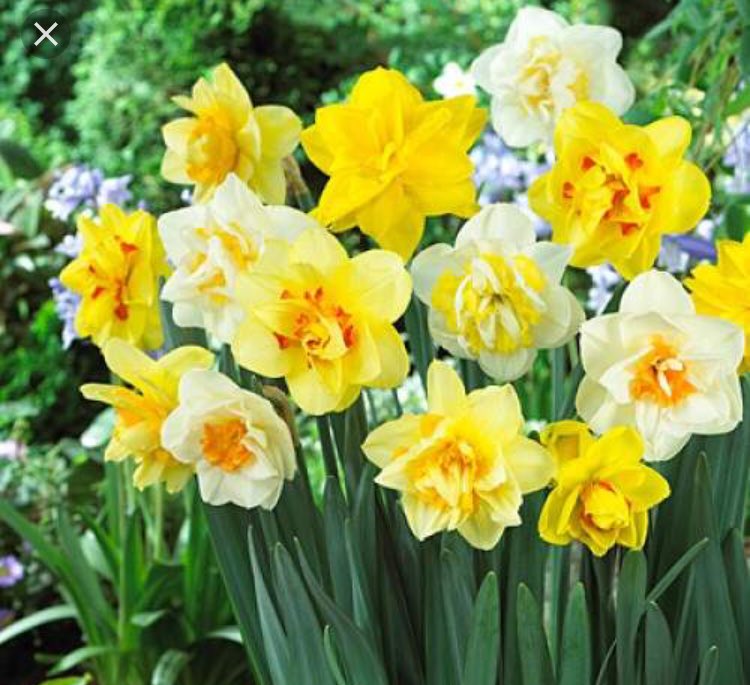 Fall hours! We open at 9am.
Chef Joey Ward of <a href="/gunshowATL/">GunshowATL</a> at 10am + the Daffodil society bulb sale!