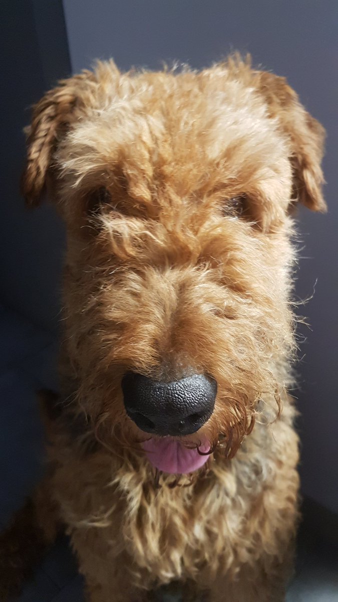 AiredaleEmile's tweet photo. Look at me 😨 #AiredaleLife #DogFriendly https://t.co/bCVjXO3XqG