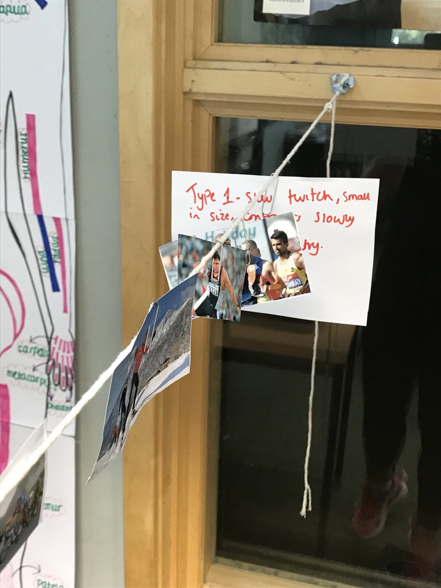 Redhill_GCSEPE's tweet photo. A delight teaching Y10 this morning... they were amazing at making a muscle fibre continuum across the classroom #gcsepe https://t.co/acwXZT8840