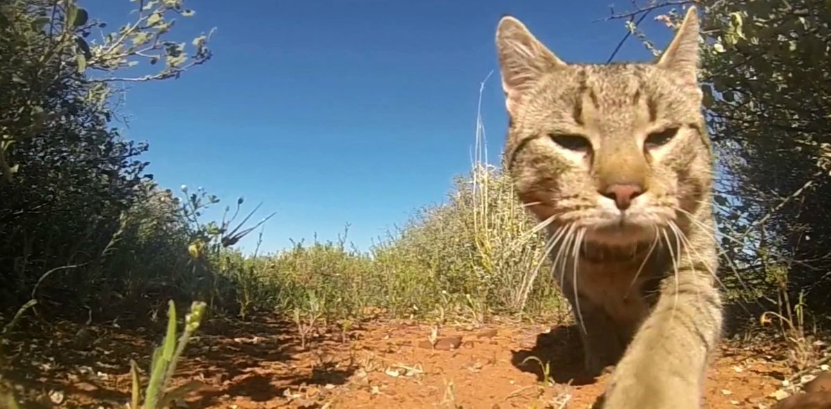 ABCbirds's tweet photo. Cats kill 1+ million birds in Australia *every day*, scientists find. https://t.co/EgeHEjBFt9 Via @conversationUS (h/t @PeterPMarra) https://t.co/BghKjEpJO9