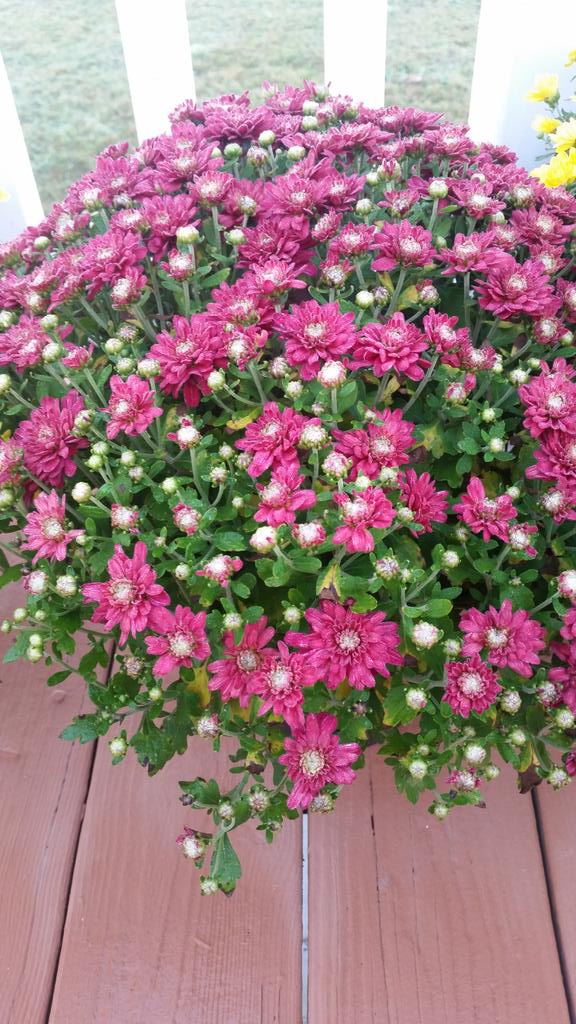 trishafaye5's tweet photo. A huge shout out to PCHS FFA thank you so much for the beautiful mum you sent to Michael  during his illness.  You really lifted his spirits https://t.co/vmwKkBj67f