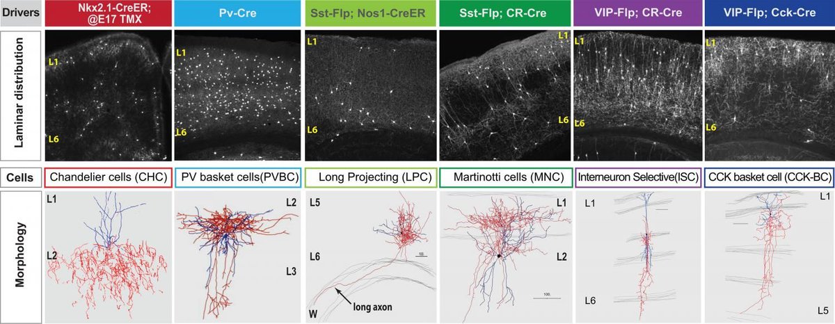 jonlieffmd's tweet photo. Patterns of cell-to-cell communication core feature of rigorous distinctions among neuron types https://t.co/NxJTdl9Xfj #brain https://t.co/0yLxRO6ekS