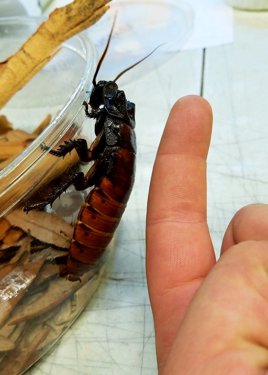 JoshsFrogs's tweet photo. Check out the size of this hisser!
https://t.co/5wbKtv2SmR
#joshsfrogs #madagascarhissingcockroach #cockroach #roach #hisser #hissingroach https://t.co/ddlxZRyXGt