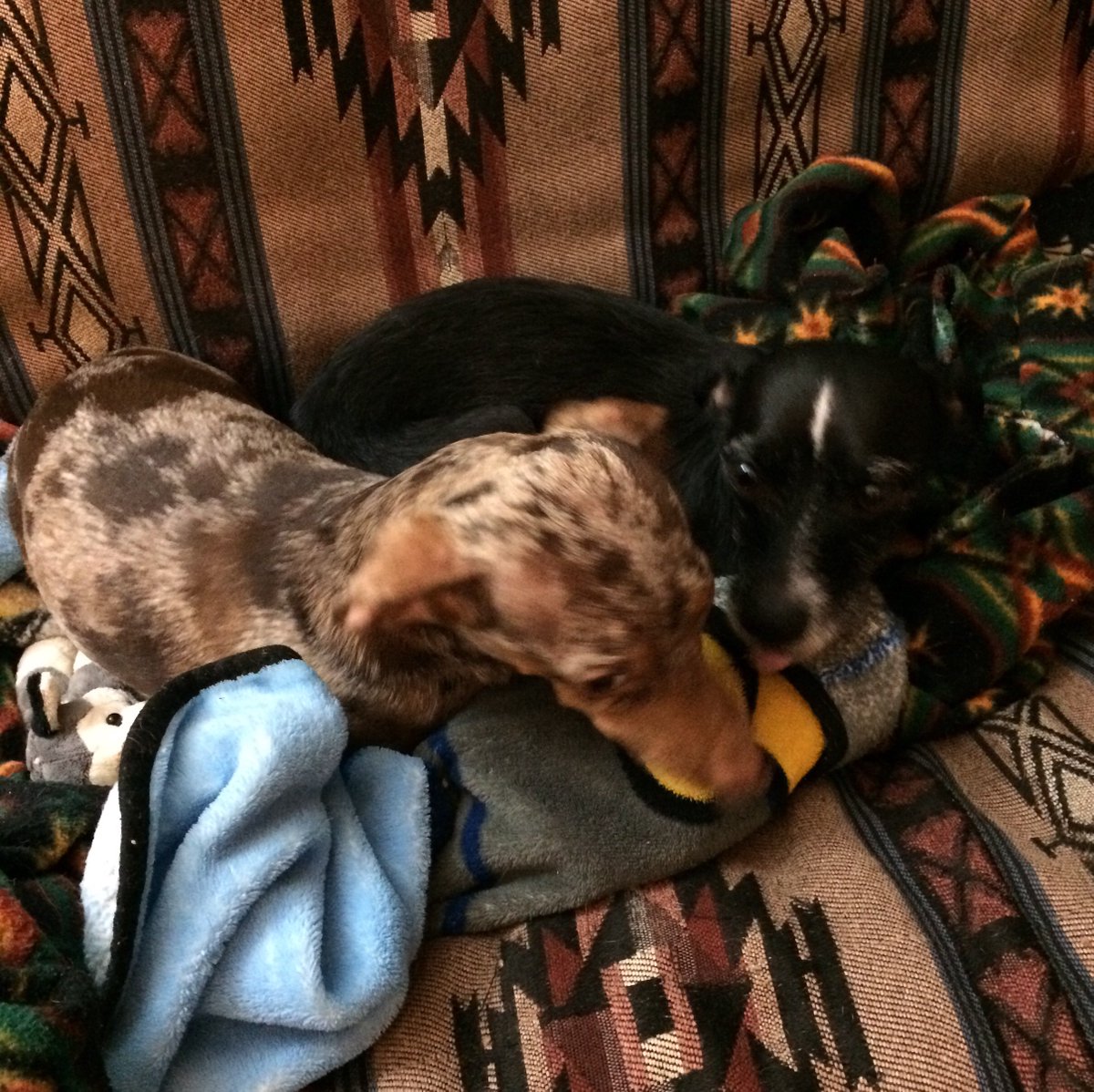 AMP2's tweet photo. He's not cuddling with her during daylight hours. He's not! #FoolingNoOne #HeHasHisPride https://t.co/d3JMXrXEga