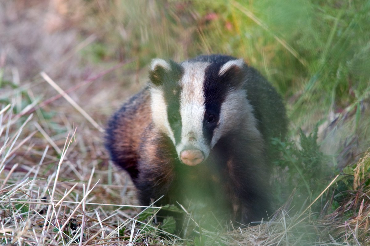 The Badger - at home in our hedges, woods and fields  &amp; part of our natural world #NationalBadgerDay wildlifetrusts.org/badgers