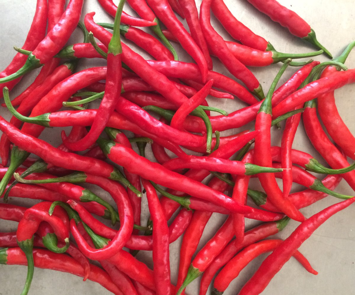 Sharing this incredible pop of color straight out of the garden.  Get those pizzas ready! #cayennepepper #pizzafest