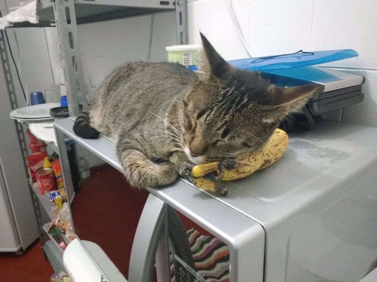doistom's tweet photo. #posteseuviralata maria luiza dormindo na banana virou quadro de casa
se isso num é amor q q é entao https://t.co/kHU9iQu5G9