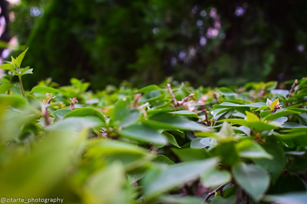 Zitarte's tweet photo. #lightroom #photography #photos #photographer #photoshop #nikon #nikond3300 #d3300 #foto #fotografo #fotografiamurcia #murcia #fotografia https://t.co/DqyJ3rNEeD