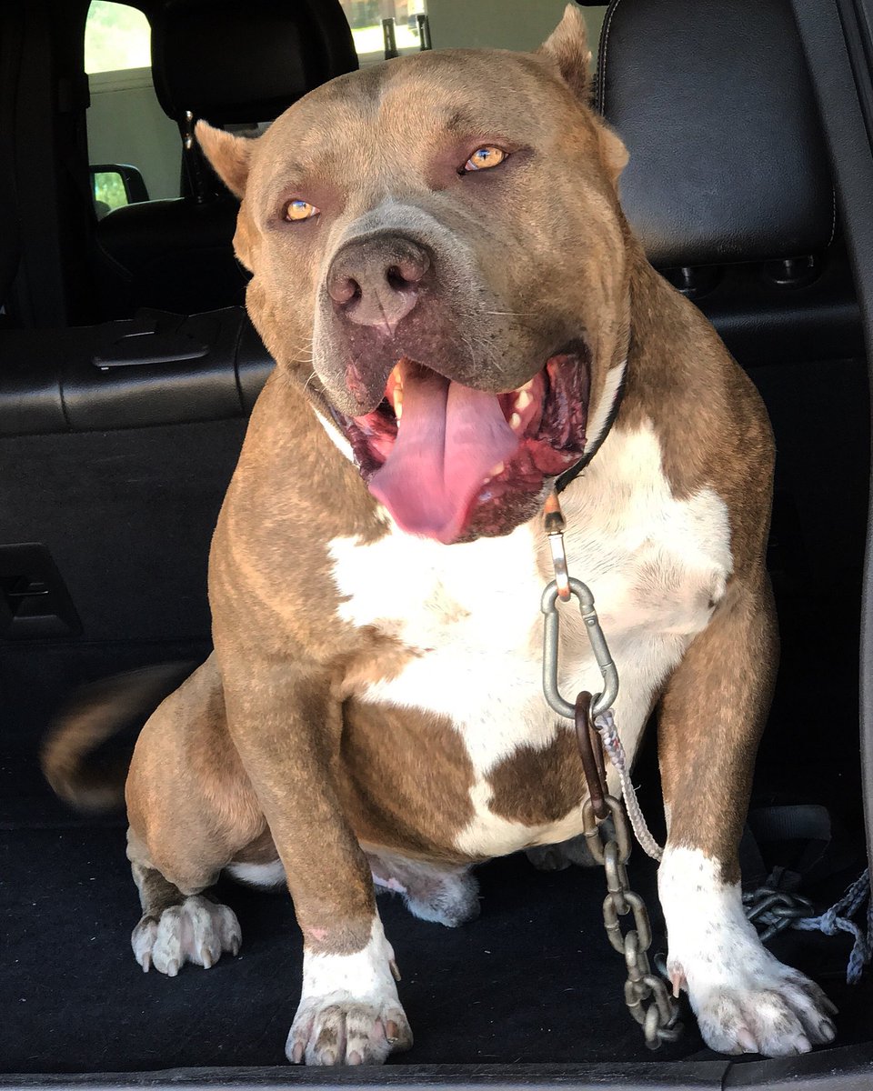 XXXCLUSIVEBULLY's tweet photo. RHINOCEROS
Instagram @regulatebullyz
#regulatebloodline
#xxxclusivebullyz
#rawanduncut https://t.co/59M7uoIBYR