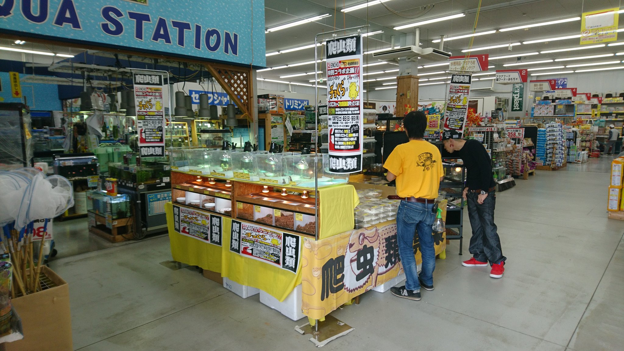 爬虫類倶楽部 仙台店 本アカウント 始まりましたー エンチョー様 爬虫類倶楽部 特別コラボイベント即売会 チョくら Inジャンボエンチョー岡崎店 生体詳細は T Co Vzpikufrun ぜひ 足をお運びくださいませ T Co