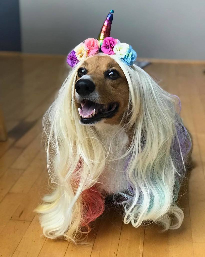 andthreecorgis's tweet photo. And so the tale begins of the beautiful unicorg! 🦄🌈 #unicorgi 🦄 so fine so fresh! #threecorgis #corgi #corgicostum… https://t.co/PNDoa8FcSi https://t.co/pddxoJhOzU