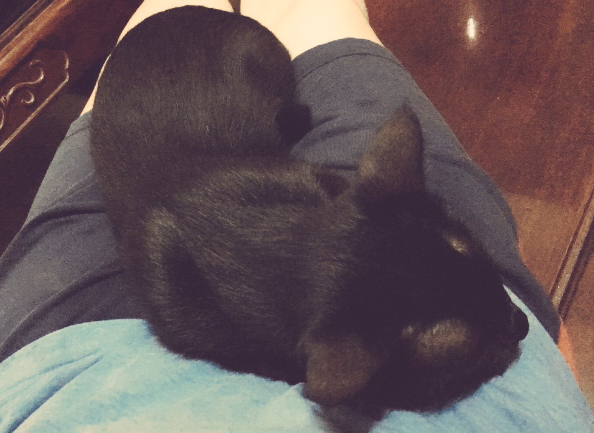 linh_fluffy's tweet image. I can’t go anywhere because of this 👇#catproblem #lazysaturday