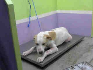 HurricanesPets's tweet photo. Facebook link: https://t.co/Lqwus0MzMP #Houston #HurricaneHarveyPets

ID: A1514452
Breed: #abrador #Retriever #Mi… https://t.co/rQu1arIjUh https://t.co/LCczIX3bpH