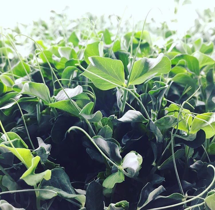 #FF @TeenyGreenyFarm producer of sweet and delicious little shoots that transform any meal 🌱🌱🌱🥖🍳🥑🥗🍕🌮🧀🥚🍔 #Bath #microgreens #peashoots #broccolishoots #radishshoots #teenygreeny