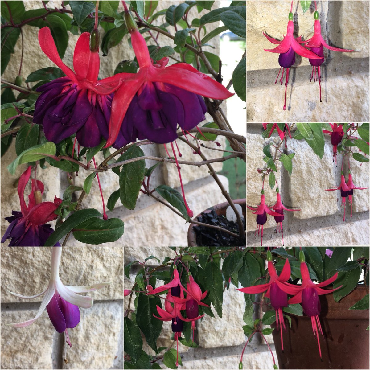 HortErotica's tweet photo. Happy #FuchsiaFriday! One final (maybe😉) fuchsia collage. ‘Double Otto’, ‘Angel Earrings Cascading’ & ‘Carmel Blue’ #Autumn 🍂 #OKFT #Kansas https://t.co/JbgMNTckVs