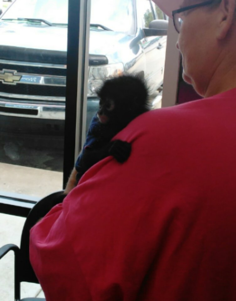 Easywireless36's tweet photo. #spidermonkey #toocute Store 36 had a very special visitor today! https://t.co/SSS8KmCMAk