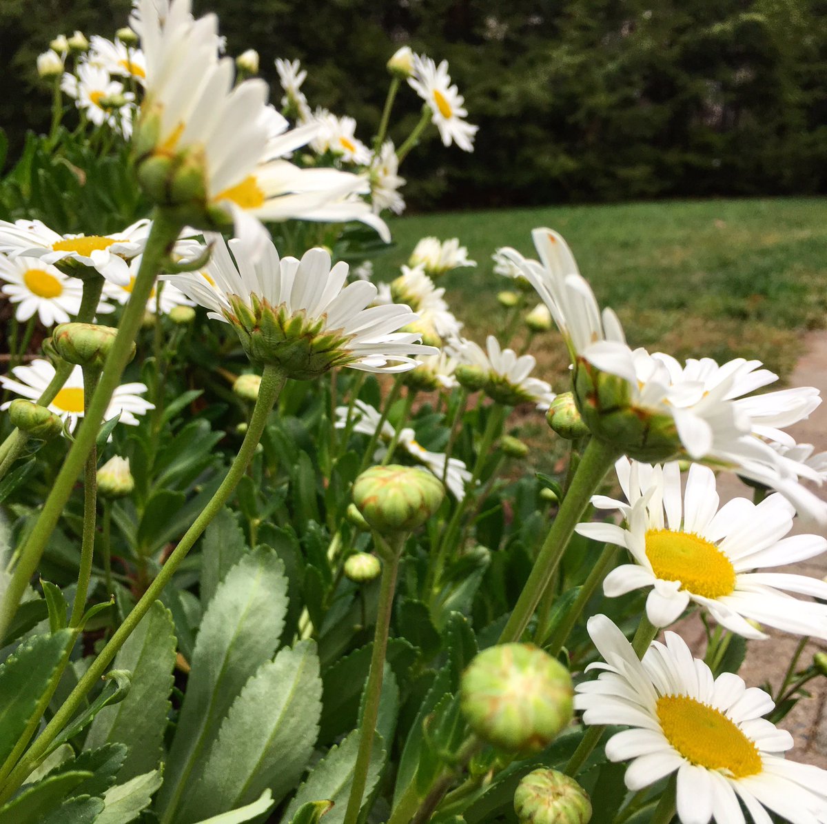 Last floral blast before frost. #montaukdaisy #garden