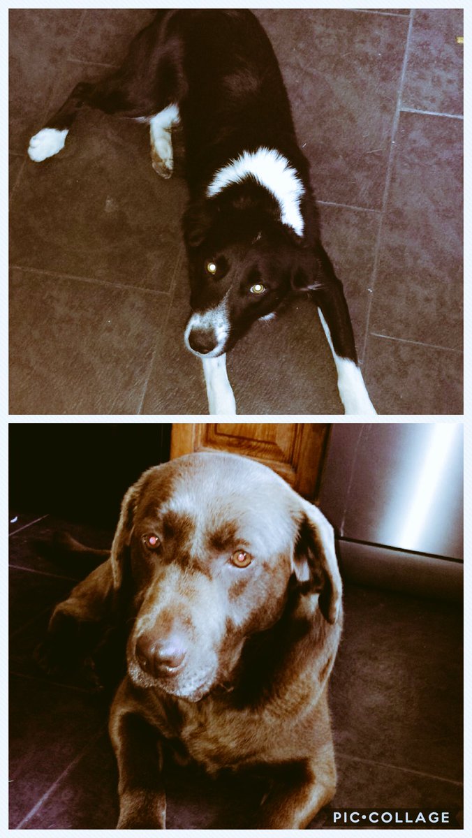 emmabrennan5's tweet photo. Weekends with the pups 🐶🐶 https://t.co/RlI9ukS1fm