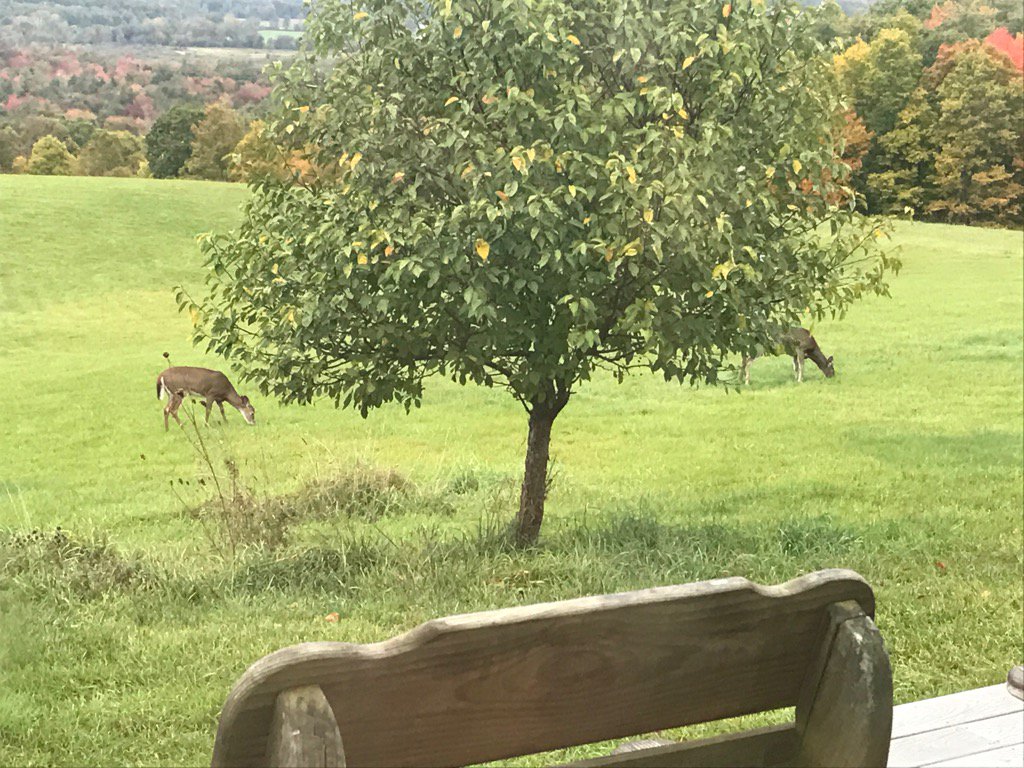 Good afternoon ladies